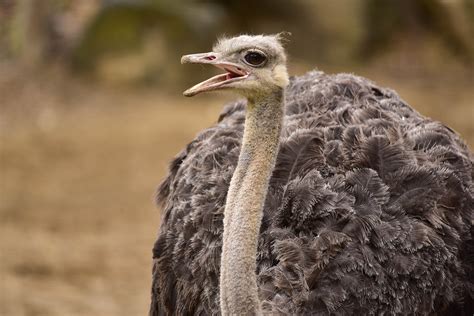Ostrich | The Maryland Zoo