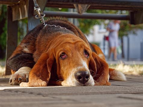 European Basset Hound Vs American: Understanding The Differences ...