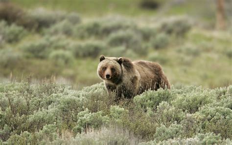 UM study: Montanans share common love toward grizzly bears | Explore ...