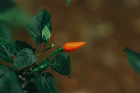 Free Images : tabasco pepper, bird's eye chili, green, leaf, malagueta ...