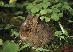 Image result for Baby Hare