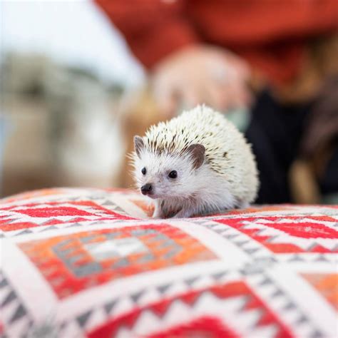 Hedgehogs As Pets