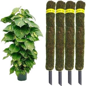 NIXTIL Moss & Coir Stick for Money Plant Support 2 FT(Pack Of 4) Garden ...