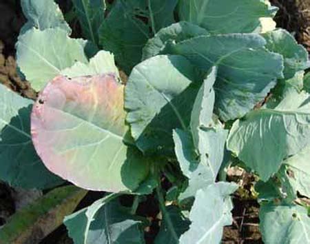 Untitled Document [agritech.tnau.ac.in]