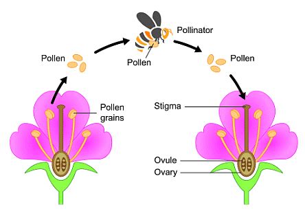 Class 10 Science Chapter 7 Question Answers - How Do Organisms Reproduce