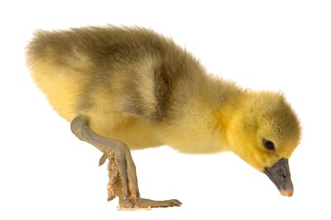 Goose Chicks PNG Transparent Images Free Download | Vector Files | Pngtree