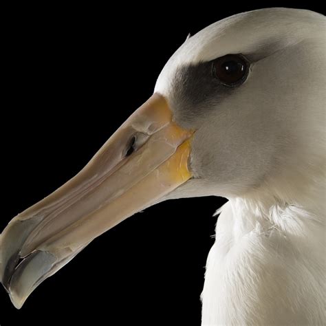 Albatrosses | National Geographic