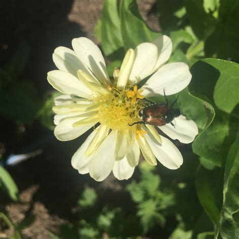 Natural Japanese Beetle Control Organic Japanese Beetle Control Home