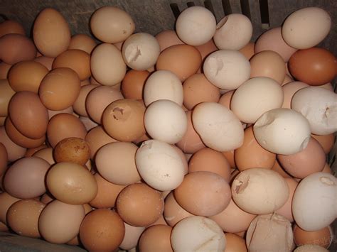 鸡蛋是白蛋壳的好还是红蛋壳的好一些_百度知道
