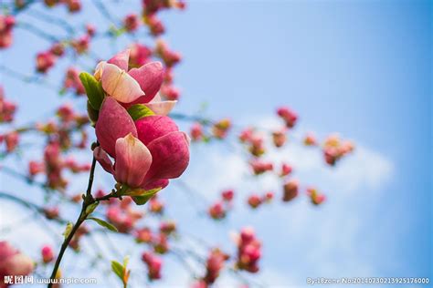 春暖花开图片素材-正版创意图片401004831-摄图网