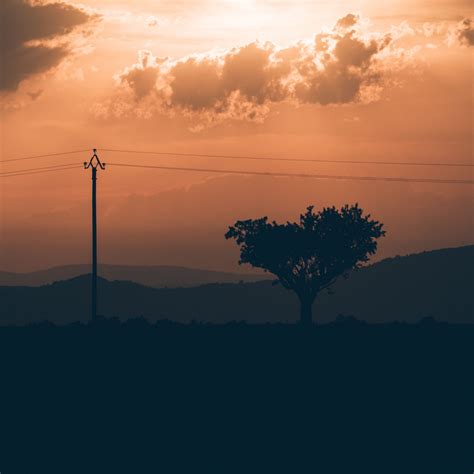 Download wallpaper 2780x2780 tree, sunset, column, wires ipad air, ipad ...