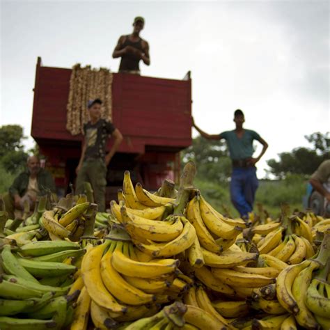 Florida growers worry about Cuban imports