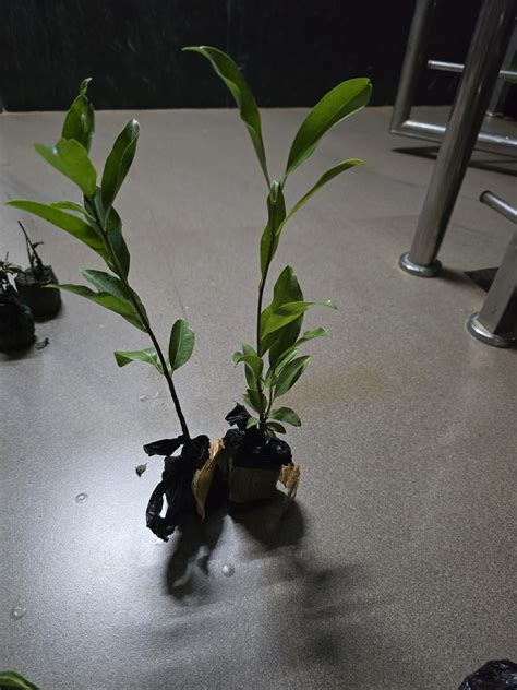 Golden Bloom Bakul Flower plant Spanish Cherry Live Plant Mimusops ...
