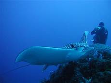 dive cozumel diving cozumel mexico manta raya divers dive cozumel diving cozumel mexico manta raya divers