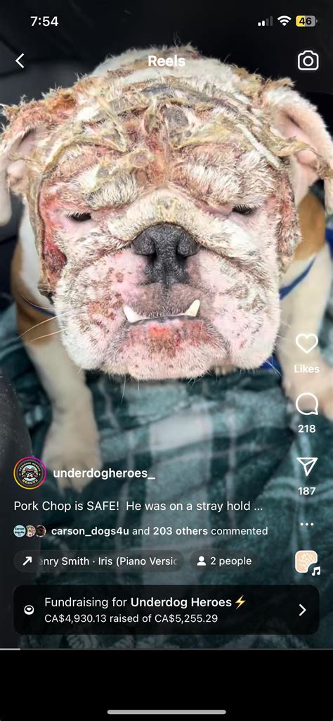 1 year old pork chop came to Riverside shelter in Ca with a very bad ...