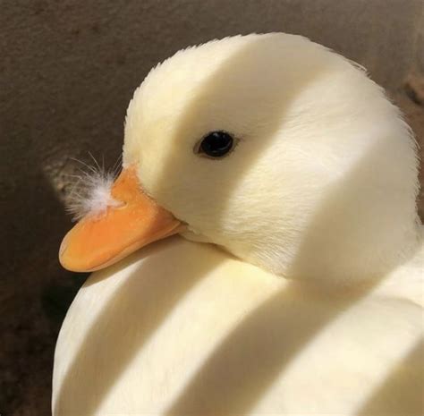 Image result for Duck Number Code in Python Using Count