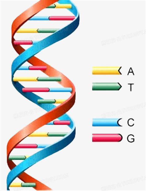 DNA分子图摄影高清图片 - 爱图网