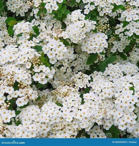 Richly Flowering Ornamental Shrub with White Flowers, Spiraea Ã ...