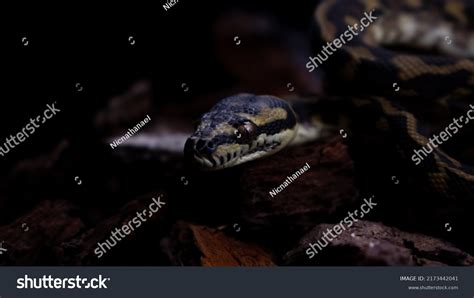 Image result for Carpet Python