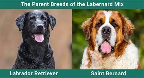 Labernard (St. Bernard Lab Mixed Dog Breed) Info, Pictures, Care & More ...