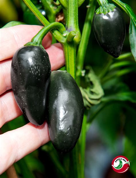 Jalapeno, Black Magic » Fatalii Seeds