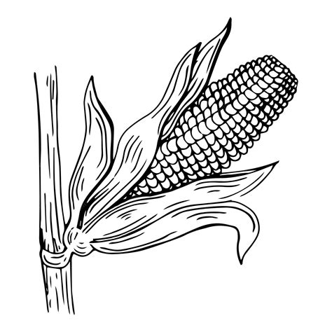 Corn Plant Drawing