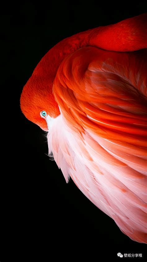 苹果电脑墙纸 的图像结果