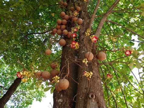 4,210 Brazil Nut Tree Royalty-Free Images, Stock Photos & Pictures ...