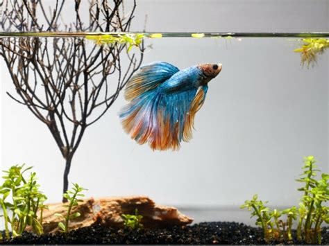 ACQUARIO FISH HOUSE Acrilico Betta Serbatoio Piccolo Acquario - 11