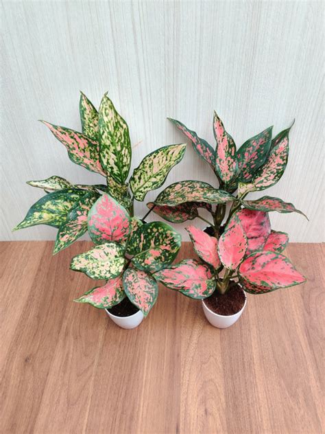 Indoor Aglaonema Plants with Pots (Pack of any 4 Plants ...