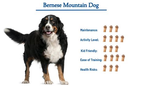Bernese Mountain Dog Full Grown
