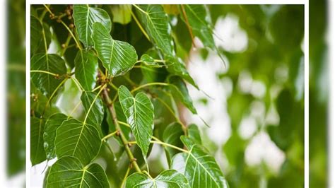 Vastu Tips: అప్పులతో మీ జీవితం అస్తవ్యస్తం అయిపోతుందా? ఈ ఒక్కఆకు ...