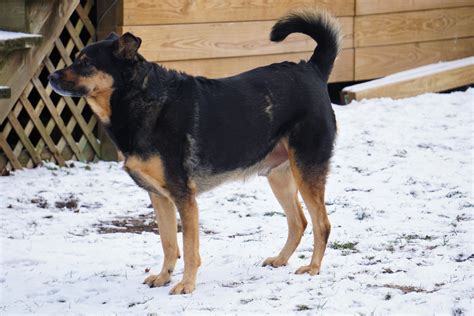 German Shepherd Rottweiler Mixed Dog Breed Pictures, Characteristics ...