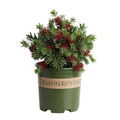 Little John Dwarf Bottlebrush Shrubs at Lowes.com