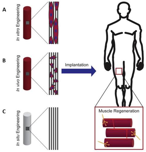 Tissue Engineering 的图像结果