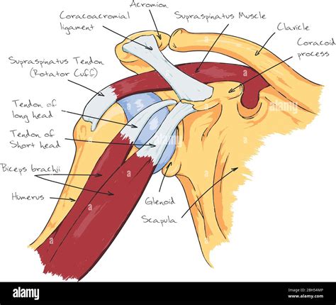 Glenoid hi-res stock photography and images - Alamy