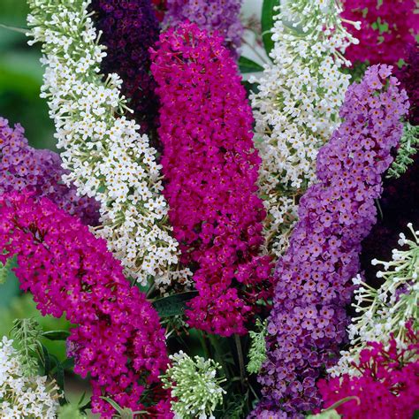 Buddleia Tricolour - Healthy Butterfly Bush Multi Coloured Garden Plant ...