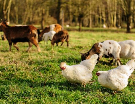 Tierhaltung ohne Gewerbe: Was erlaubt ist - Tierzahl, Umsatz ...