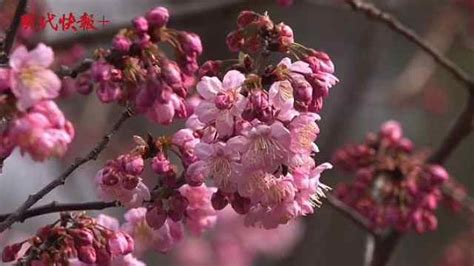 【梗研究】“鸡鸣寺的樱花开了”是什么梗？_腾讯新闻