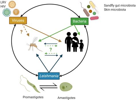 Leishmaniasis Life Cycle Courtesy Of Cdc Available At