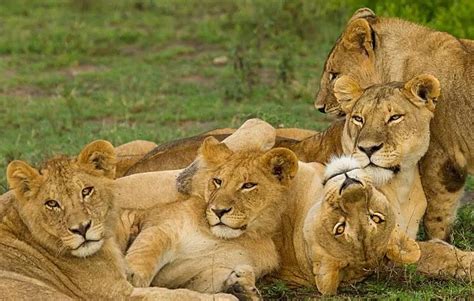 狮子之所以群居，是因为独居能力比老虎差太多？_狮群