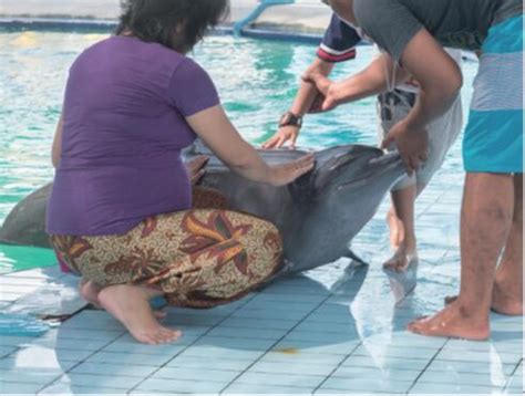 触目“鲸”心——世界动物保护协会发布《圈养海洋哺乳动物福利问题研究》报告_海豚