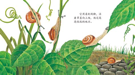 儿童绘本故事推荐《带不走的小蜗牛》_自然
