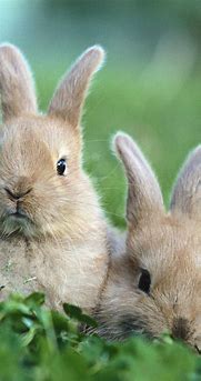 Image result for Too Cute Fluffy Bunnies
