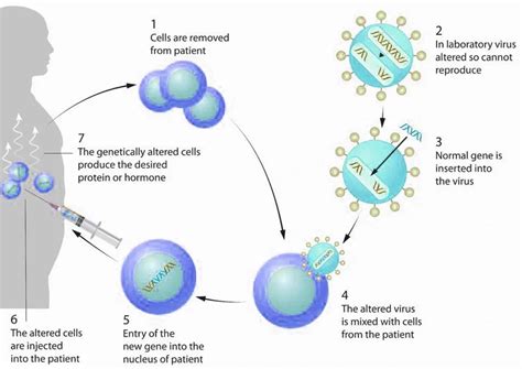Basic Process of Gene Therapy 的图像结果