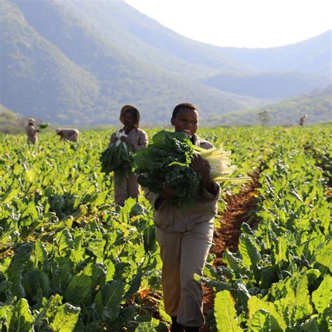 Local Community Projects 的图像结果