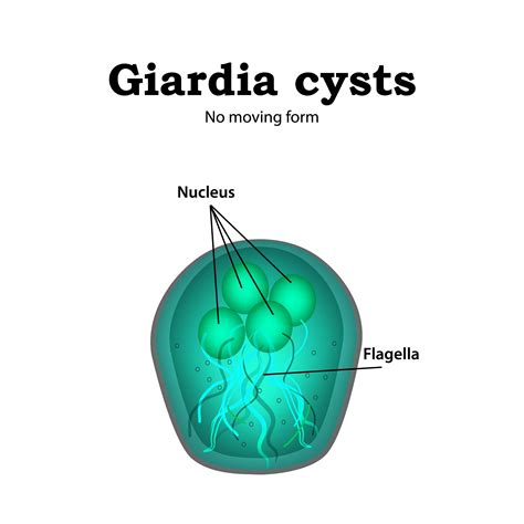 Giardia in dogs: Natural treatment and prevention | Dr. Dobias – Dr. Dobias International