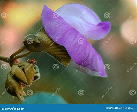 Beautiful Purple Flower with Bokeh Background Nature Stock Photo ...