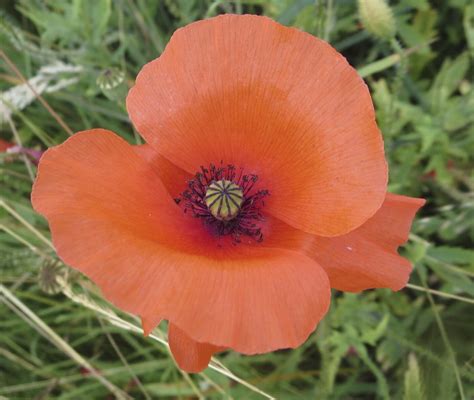 Poppy Family - Poppy Family