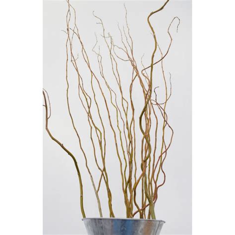 Fresh Willow | Curly Willow Branches | Curious Country Creations